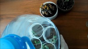 Зимнее укоренение черенков сумаха и барбариса