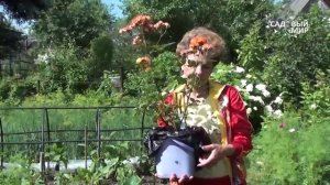 Как сажать розы из коробки. Сайт "Садовый мир"