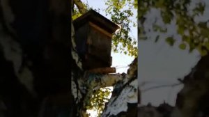 Ловлю пчел вдоль линии ЛЭП