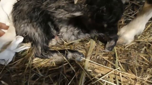 Окот козы // Как рожает коза, я снимать не стал // Отснял самое интересное смотреть онлайн