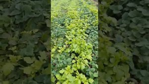 Клубника в горчице.