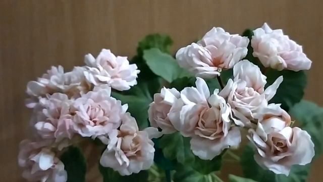 Видео №3. Цикл "Как зимуют пеларгонии. Агротехника зимой в комнатных условиях."Подкормка,удобрения. смотреть онлайн