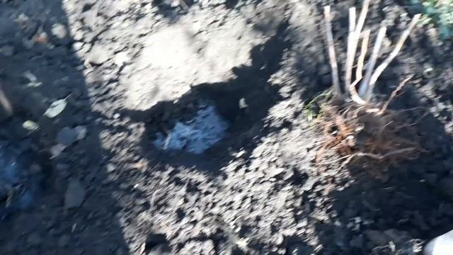 Осенняя обработка винограда железным купоросом смотреть онлайн