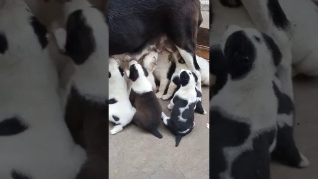 Алабай щенки смотреть онлайн