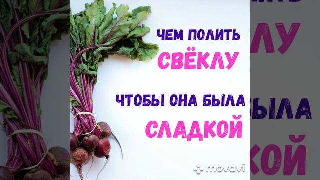 СЕКРЕТЫ ВЫРАЩИВАНИЯ СЛАДКОЙ СВЕКЛЫ.