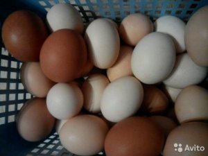 Яйценоскость кур на втором году // Чем кормлю кур // О свободном выгуле кур