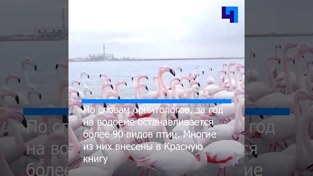 На озеро Караколь в Казахстане прилетели первые фламинго смотреть онлайн