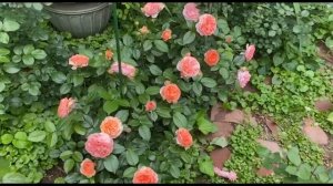 Роза Чиппендейл в моем саду, розе второй сезон.