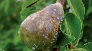 Сорта груши для Сибири вкусные зимостойкие