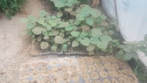 Размножение павлонии.