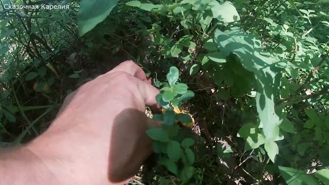 Грибы подосиновики и первые лисички полянами! Ягода черника поспела - такого не ожидал! Грибы 2021 смотреть онлайн