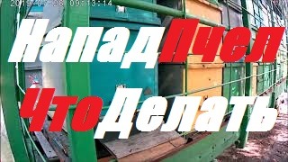 Пчелиное воровство.Напад пчёл.