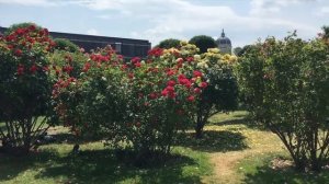 Flowers In the Volksgarten - Vienna, Austria