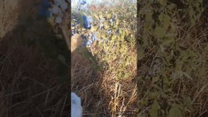 нубийские козы