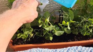 Капельный полив. Расход воды за сутки.