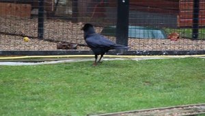 Черные вОроны Тауэра Лондон 2011, январь