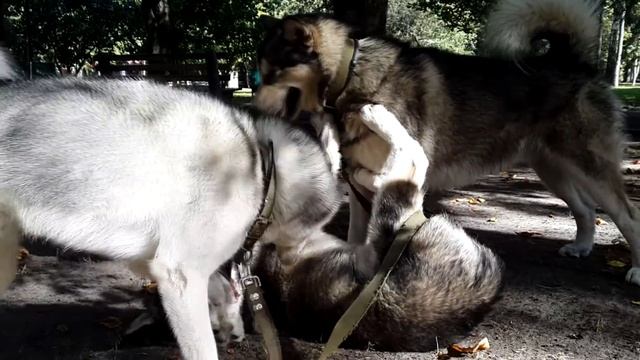 прогулка с щенком маламута смотреть онлайн