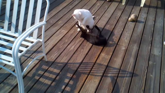 Panther vs Snowball смотреть онлайн