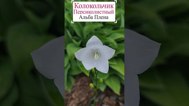 Колокольчик персиколистный -  Альба Плена.?