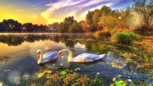 Лебединое Озеро.