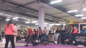 Barracuda & Babadook at ABKC show