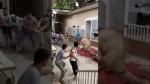 Туя суйиш усули