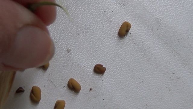 Пажитник на подоконнике (фенугрек). Вырастить специи просто! смотреть онлайн