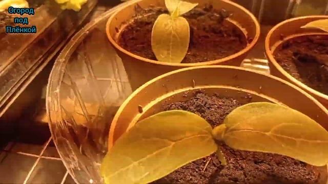 Какими лампами досвечивать рассаду? смотреть онлайн