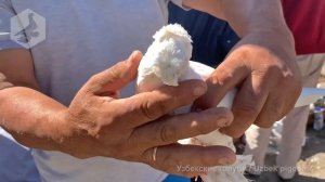 Птичий рынок г. Ташкент - ГОЛУБИ (25.09.2021) / Uzbek Pigeons