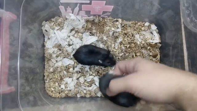 Джунгарики смотреть онлайн