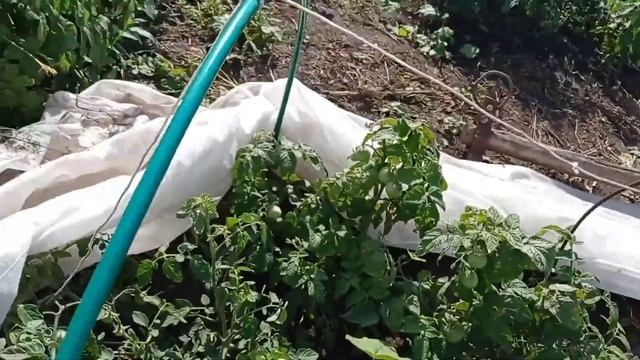 Осень? не спеша идёт. Пасем коз. смотреть онлайн