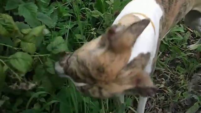 Уиппет собирает малину смотреть онлайн