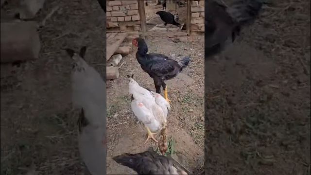 Дакан цыплята #shamo #дакан #цыплята #2023 #shamos #животные #азил #бойцовые #домашние #poi смотреть онлайн