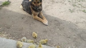 НЯНЬКА ДЛЯ УТЯТ, релакс на 5 минут. baby sitter for ducklings