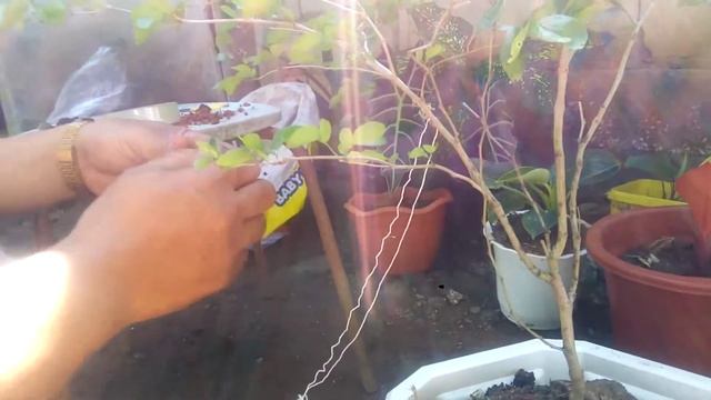 powder puff propagation смотреть онлайн