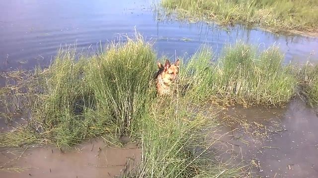 как прополоть траву в реке смотреть онлайн