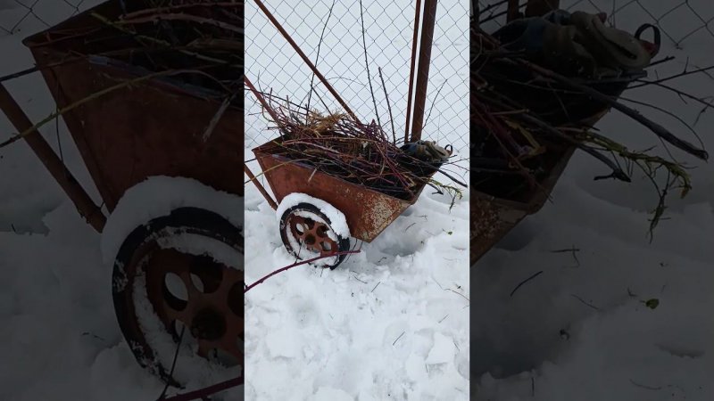 Продолжаю обрезку, даже зимой... Чёрная малина сорт "Кумберленд". Дачные будни.