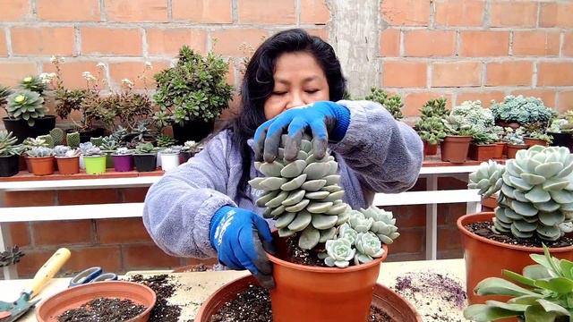 transplante mis graptoverias titubans + como elimino el hongo🪴🌵 смотреть онлайн