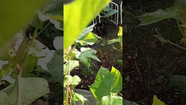 Plastic Pot Vs Grower Bag Cotton-Talk pt.52 смотреть онлайн