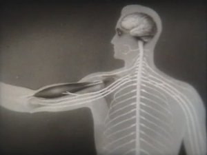 Физиология человека. Физиологические свойства мышечной и нервной ткани