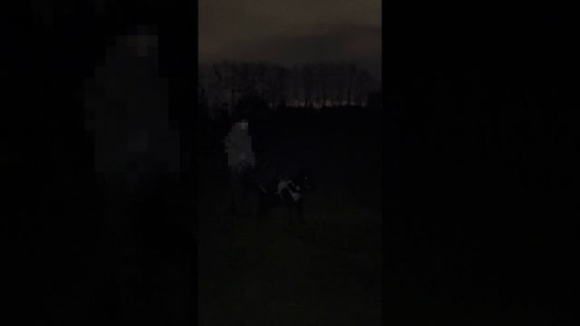 КУСАЧКА РУ . ДРЕССЕРОВКА СОБАК ! Кусаемся в ужасно сложных и не удобных местах ! смотреть онлайн