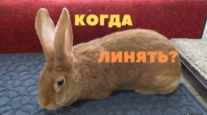 Период линьки у кроликов