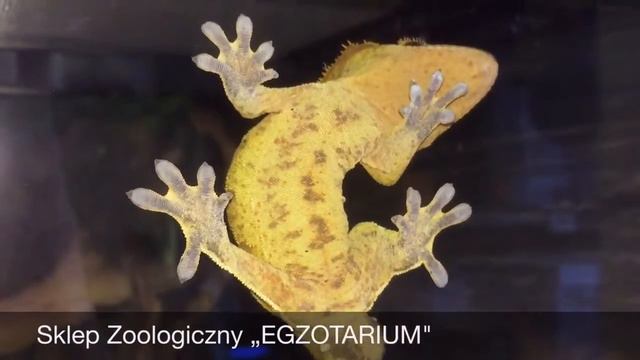 Gekon orzęsiony. Sklep Zoologiczny EGZOTARIUM Zielona Góra
