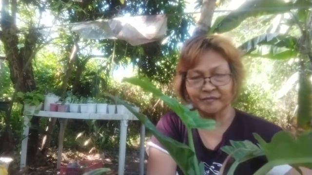 White Congo  Philodendron
