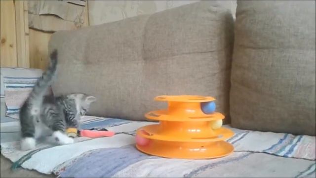 мастер-класс от котенка. Кошачьи игры смотреть онлайн