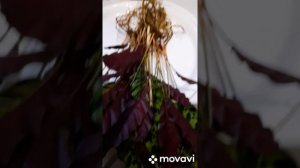 Калатея Лансифолия .Профилактика.Деление куста.Обрабатываем корни от плесени, споры грибков,гниль.