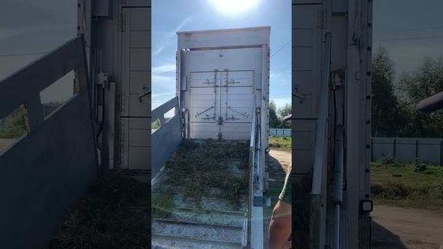 Разгрузка скотовоза с датскими нетелями голштинской породы в хозяйстве «Асянь», Татарстан смотреть онлайн