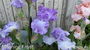 Мои бородатые ирисы и секреты их посадки