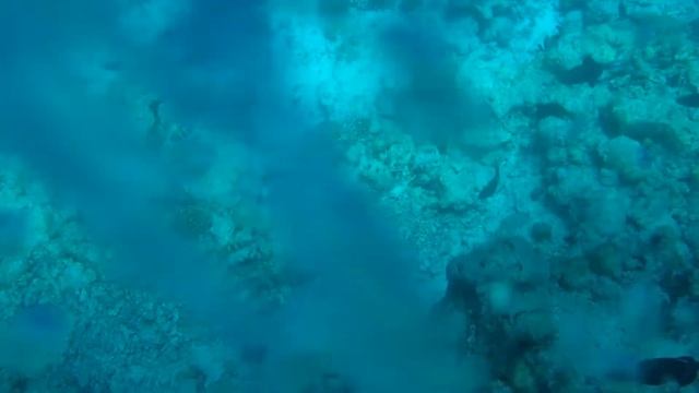 Подводное царство. Включите звук. смотреть онлайн