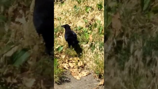 Живая прирада.Птицы.Ворон который не летает. смотреть онлайн